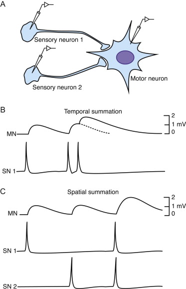 Brain activity and&nbsp;thought